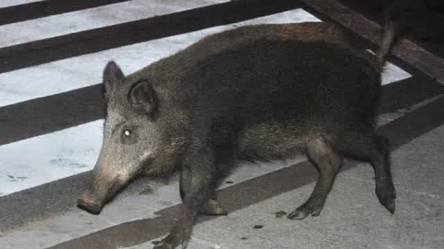 Wild boars on zebra crossing.