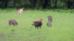 Wildboars and deers in harmony