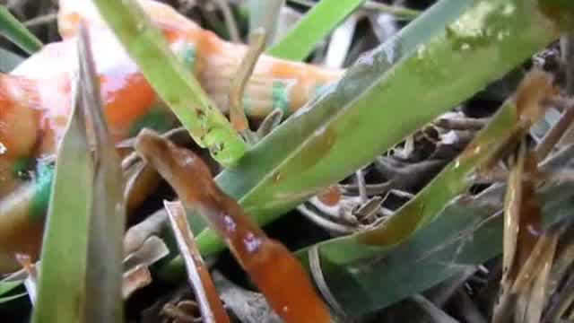 PREHISTORIC Theme song