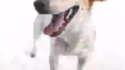 dawg