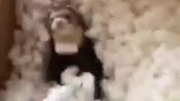 This ferret likes packing peanuts