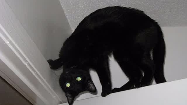 (Parodia) Bob Putonja y Los Fisuras