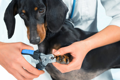 How to Properly Trim and Desensitize Dogs Nails