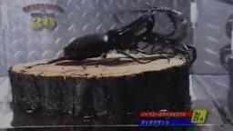 Japanese Bug Fights: Java Caucasus Beetle vs. Emperor Scorpion (S01E25)
