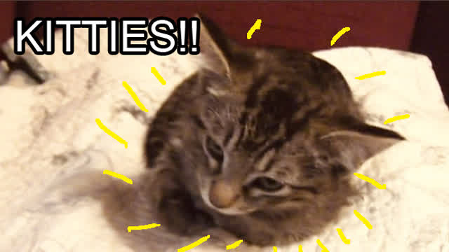 10-Jul-2026 Vlog #1: KITTIES!! 10-Jul-2026 Vlog #1: KITTIES!!