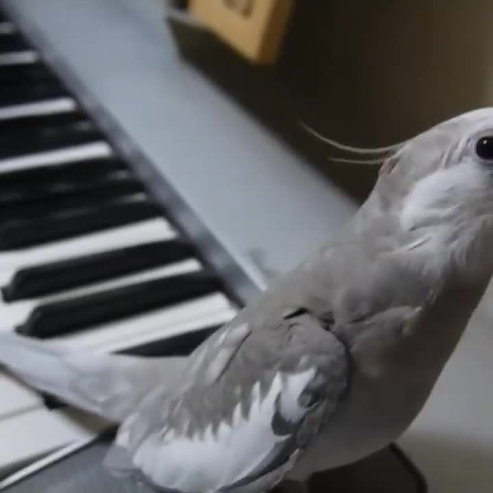 cute bird singing