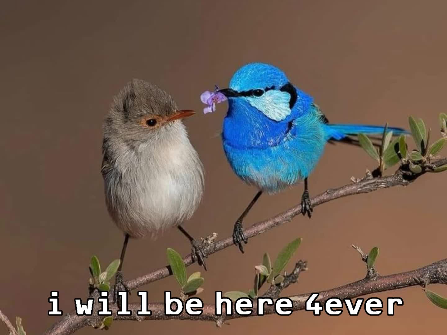 SPLENDID FAIRYWREN EDIT