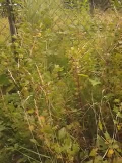 12.07.2025 - Stachelbeeren frontal