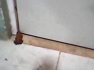Dumb frog