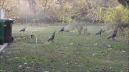 WILD TURKEYS