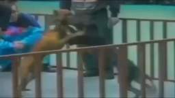 Canine Fighting Video