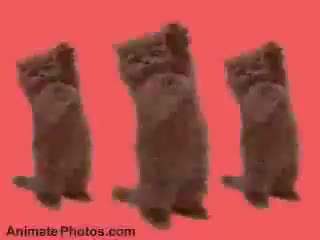 Go Kitty Go !