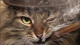 top 5 gangster cats