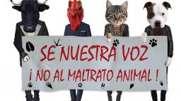 Opinión: El caso de Peluchin  Entertainment﻿ (el asesino de gatos)