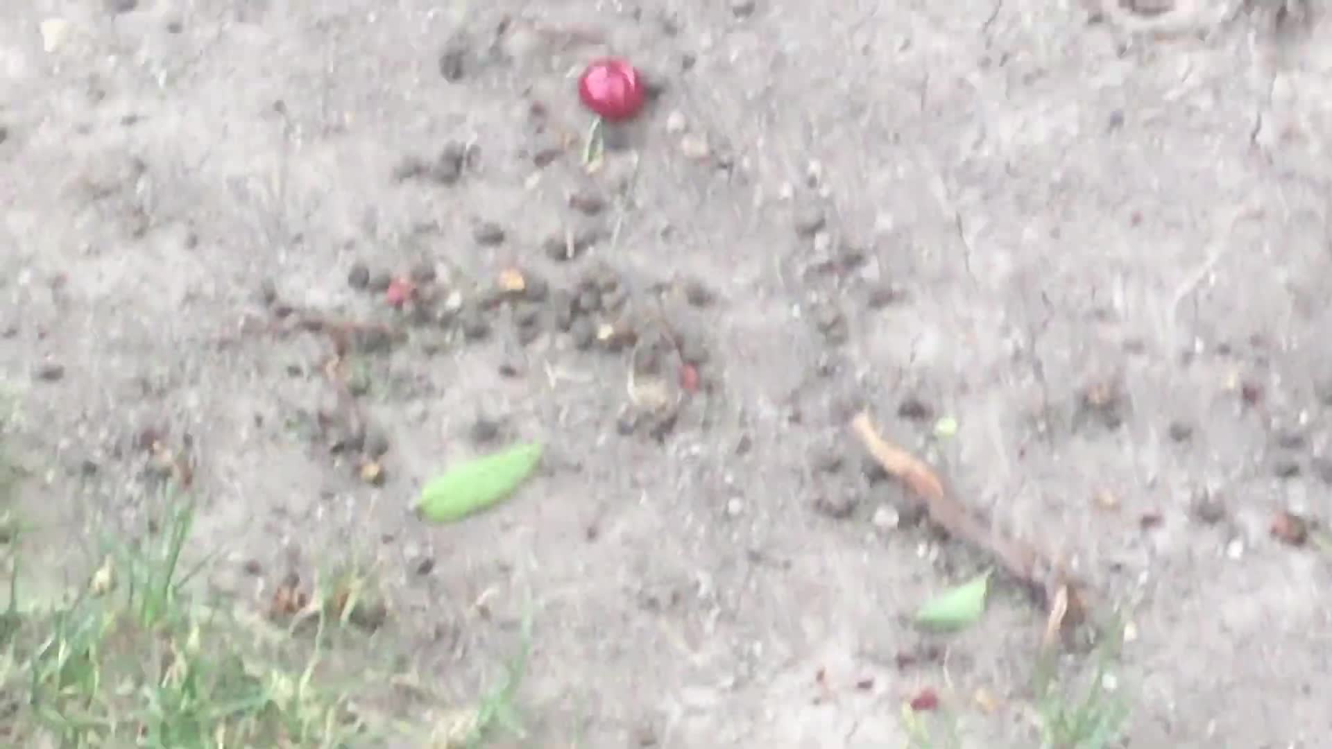 Cherries on the ground - Recorded on June 12, 2022, at 7:01PM MT