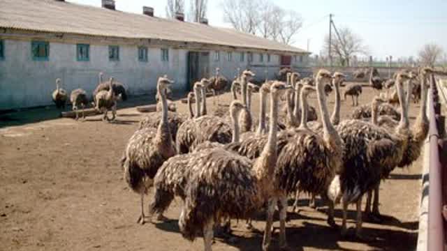 How to calm an aggressive ostrich.