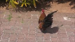 Wild Rooster in Bermuda