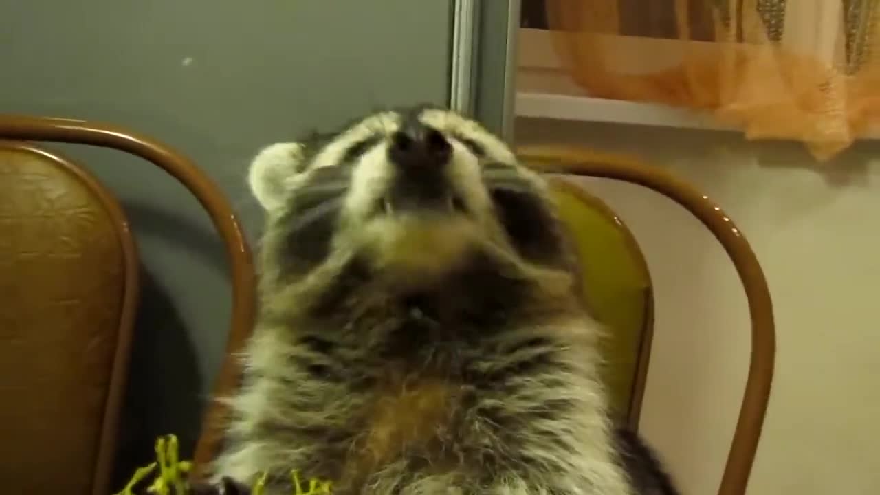 Raccoon eats grapes with his little hands