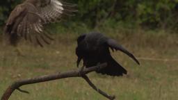 Buzzards and red kites at feeding place