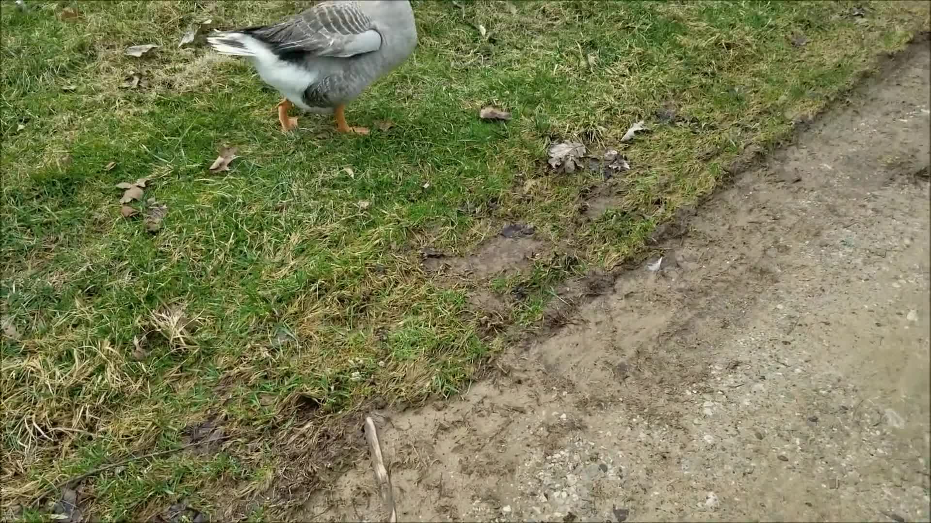 Hawk Alarm (for chickens)