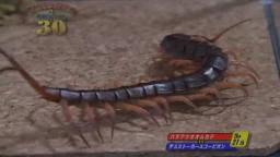 Japanese Bug Fights: Deathstalker Scorpion vs. Centipede (S01E21)