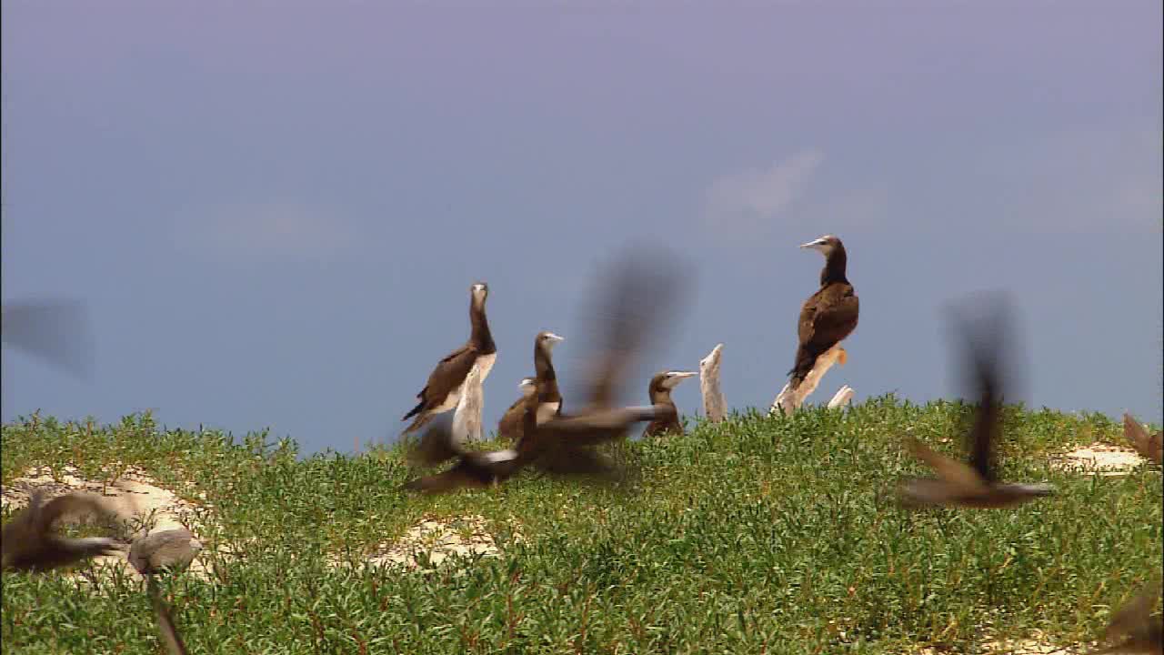 Wildlife Wildlife