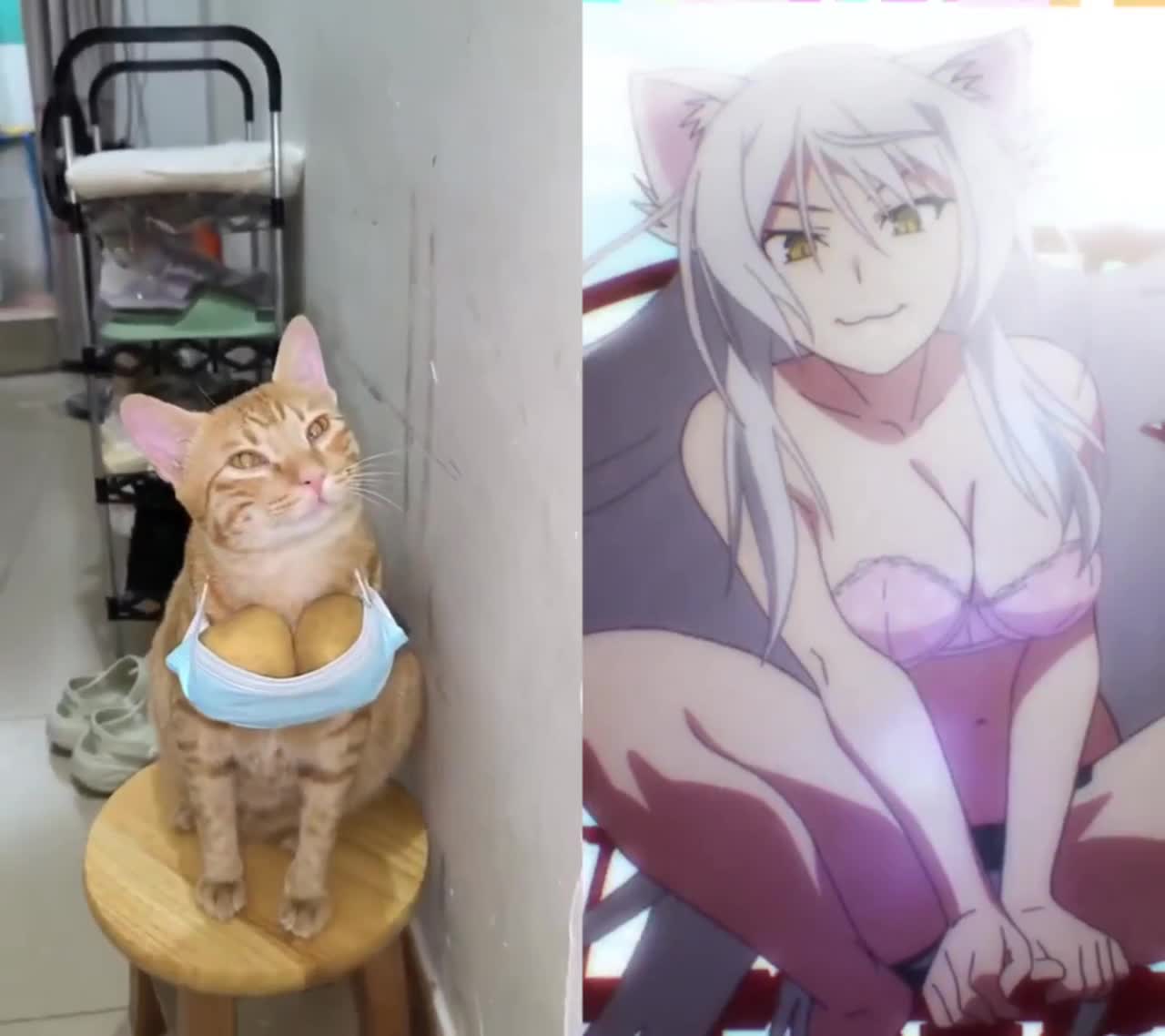 Real Catgirl