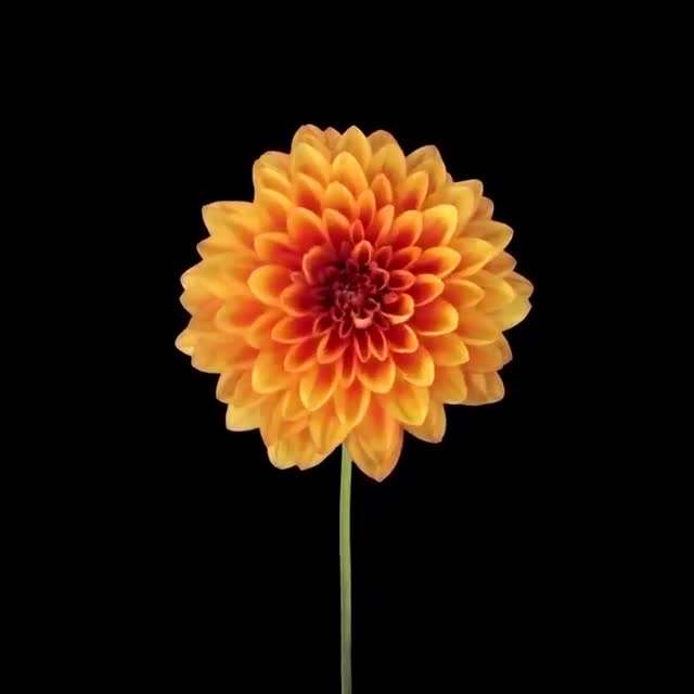Timelapse of flowers sprouting their pedals
