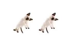 Dancing Cats - Go Kitty Go! - YouTube.flv