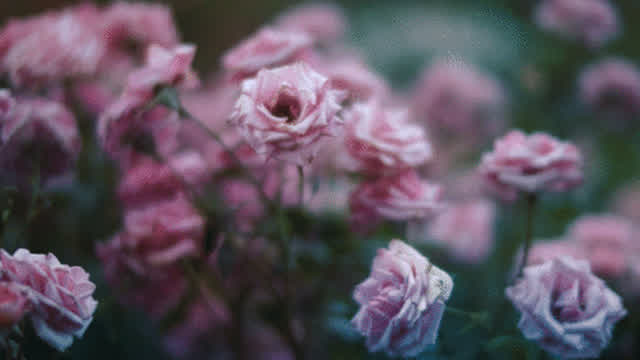 [2021] Fallen Roses (Saint Jhn Remix)