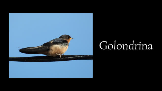 Golondrina, una ave muy hermosa y fascinante