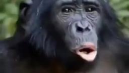 monke