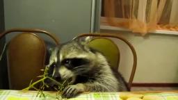 Raccoon eats grapes with his little hands