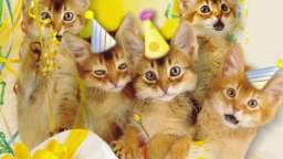 Birthday Cat E Card