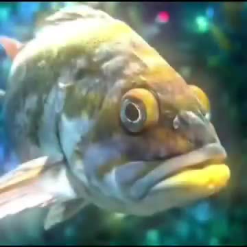FISH