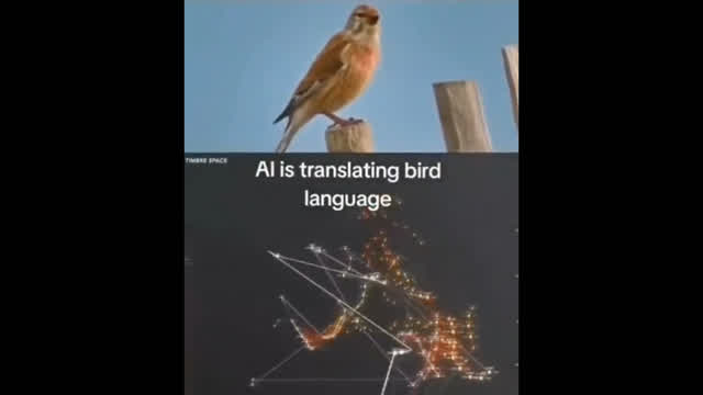 AI translating birdsong to learn what they are saying is just absolutely wild. AI translating birdsong to learn what they are saying is just absolutely wild.