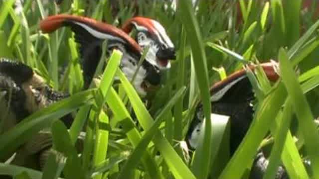Dinosaur Test [HD]