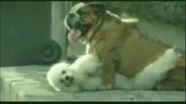 comercial perros-loquendo (hurry447)