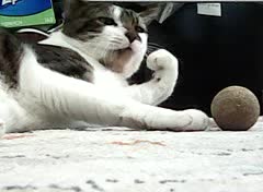 joey ignores the catnip ball