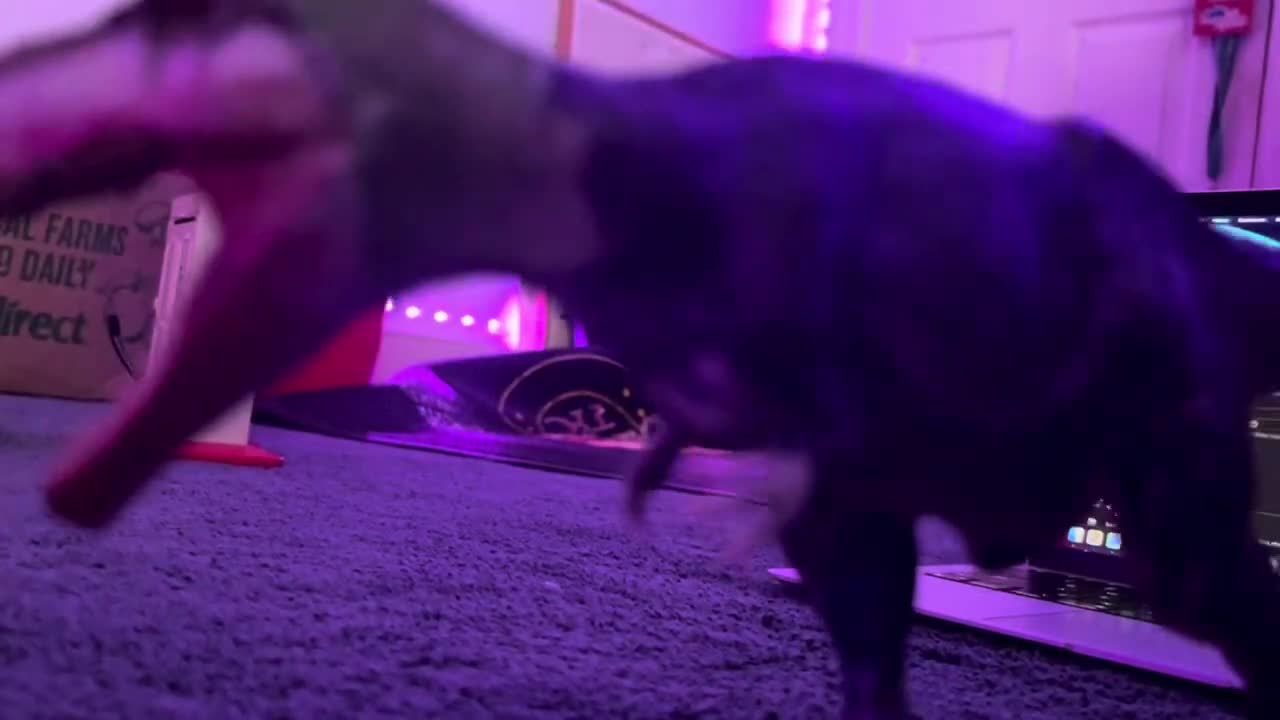 Jurassic World Dominion Giganotosaurus Joker (Skit)