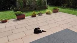 Cat Emili on the terrace