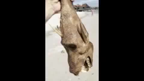 Strange creatures found on beach after Japanese Tsunami