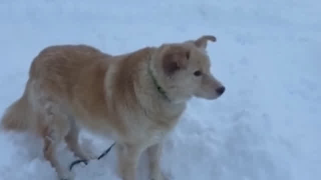 Husky Reacts To Alaskas Snowstorm