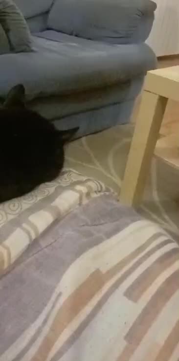 Racist cat attacks black specimen