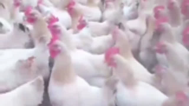 A Sea of Chickens