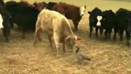 Cows trying to scare Canada goose