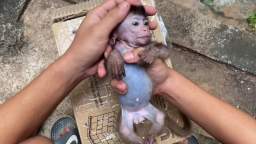 Cute Baby Monkey Unboxing