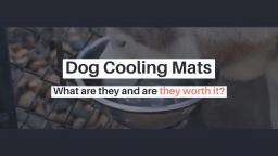Dog Cooling Mats: What are they and are they worth it?