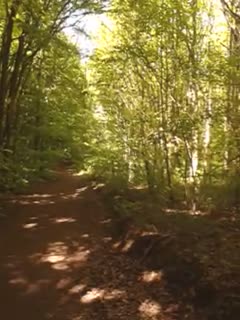 Der Mücken Forest