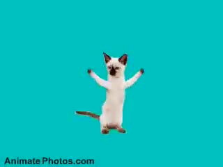 Go Kitty Go !